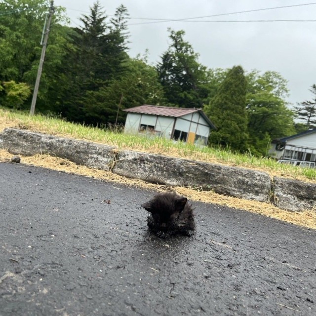 小雨が降る朝、アスファルトの上で動けなくなっていた小さな子猫（「【公式】カルルス温泉 鈴木旅館」さん提供）