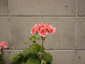 「必要とされていないかも…」と辞めた会社で気付いた愛。私も「使い手」になりたい