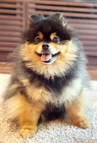 たろ吉ちゃんのチャームポイントのひとつは、もふもふの被毛です（画像提供：たろ吉(メスのポメ)の飼い主さん）