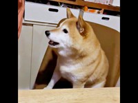 パパの隣に座って「おやつちょうだい」アピールするゆずさん（画像提供：ゆず9 ぽんず6さん）