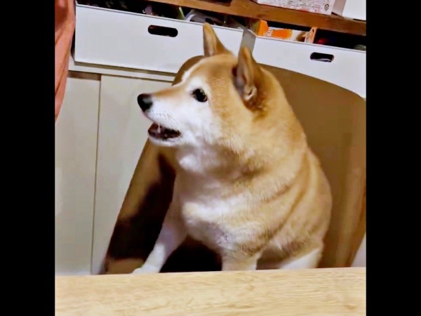 パパの隣に座って「おやつちょうだい」アピールするゆずさん（画像提供：ゆず9 ぽんず6さん）