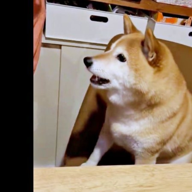 パパの隣に座って「おやつちょうだい」アピールするゆずさん（画像提供：ゆず9 ぽんず6さん）