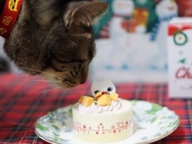 猫にクリスマス・ケーキを奮発！　喜んだ愛猫は子どものように…