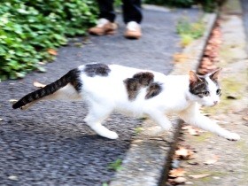 野良猫の過酷な現実　栄養足りず子猫のような小さな体で生きた猫