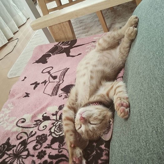 へそ天、野生はどこに……