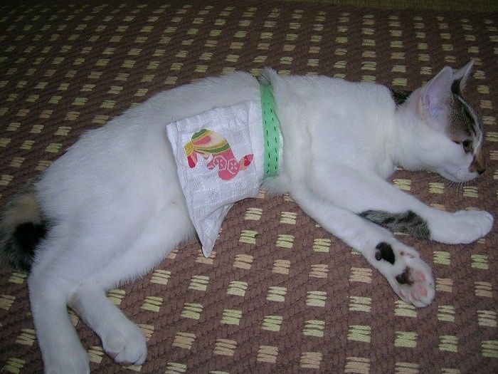 前掛け姿が似合う「食事を作りましょうか？」