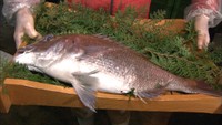 三豊市仁尾町で「初鯛」の競り　重さ3.4キロ体長60センチのタイが16万円で落札　香川