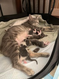 母子共に幸せなひととき＝ブーマーとミアさん（@BoomerAndMia）提供