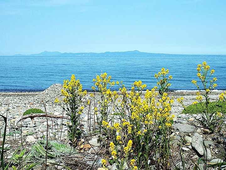 『菜の花の沖』の国後島。司馬遼太郎の世界だ。2021年6月、北海道標津町