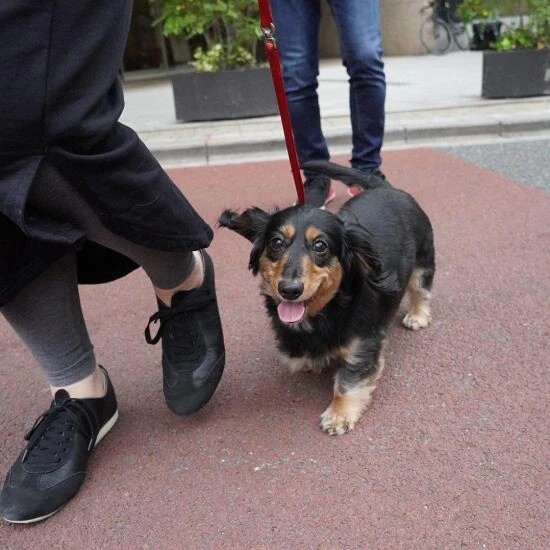 家にきたころの「ウイ」