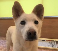 ミネアちゃんにとって恋人（？）のような存在だった南蛮くん