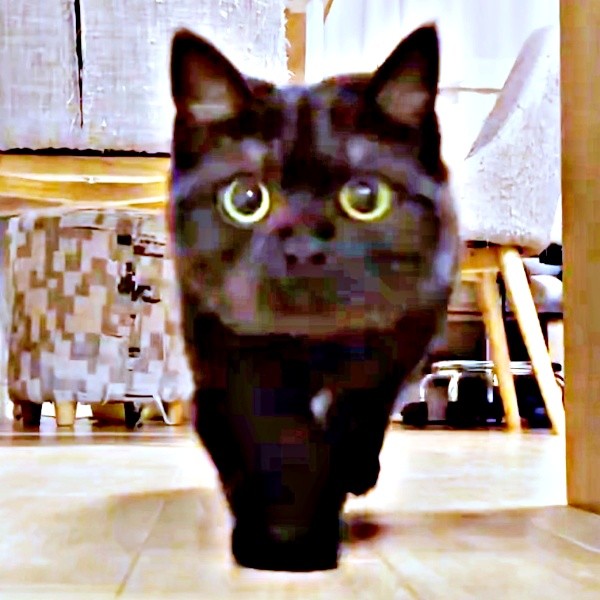 カメラに気づいた黒猫がズンズン接近→通り過ぎたかと思いきや