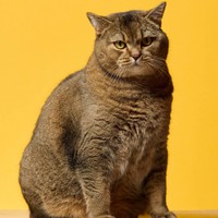 行方不明の猫、13年ぶりに飼い主と再会　※写真はイメージです