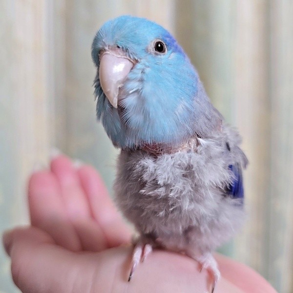 マルメリハインコのルゥくん（画像提供：saekoさん）