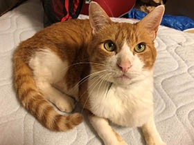 寝るときはいつも絶対に抱っこが必須　優しくて甘えん坊の茶トラ「ギズモ」