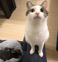 2023年、おとなっぽい顔つきになったリボンちゃん（画像提供：ココ･リボンさん）