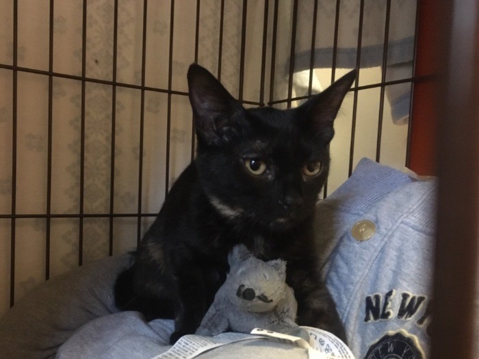 トライアル初日はクッション下に隠れ、二日めに出てきた（信吾さん提供）