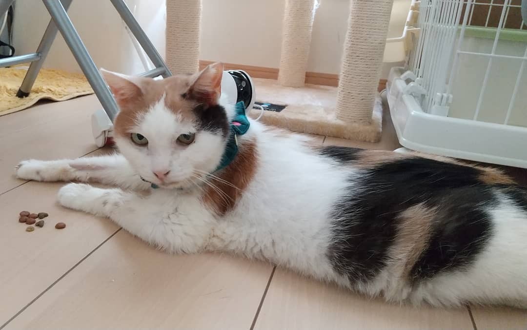 エサを食べていたのは別猫だった、薄汚れた三毛猫を保護 重度の