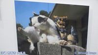 岡山・香川の「ご当地ねこ」も　動物写真家・岩合光昭さんの写真展　岡山市