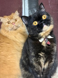 飼い主さんにとまった小バエを凝視するゆにこちゃんときょうだい猫（画像提供：まそっぷさん）