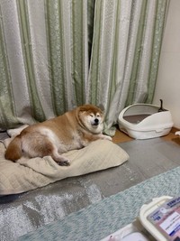 くつろぎながらめり込んでるソラちゃん（提供：波さん）