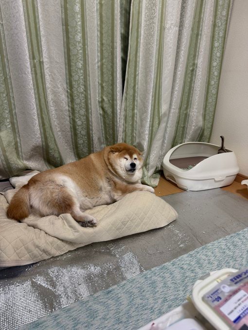 くつろぎながらめり込んでるソラちゃん（提供：波さん）