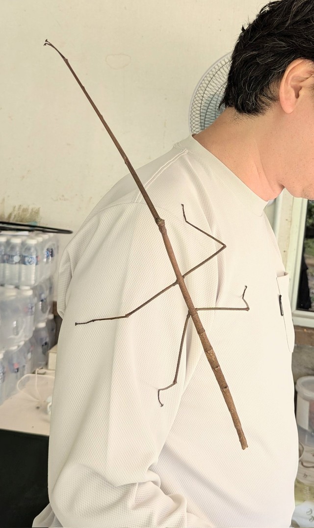 巨大すぎる！ジャングルのナナフシ