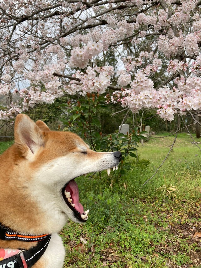 桜の下で大あくび