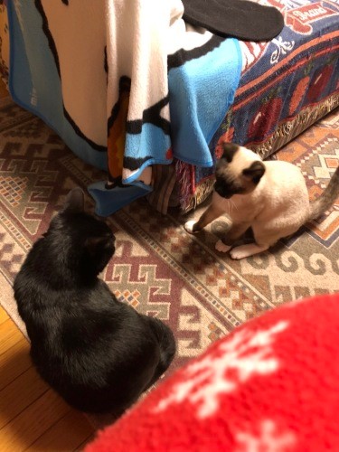 遊びたいハルノ君（右）をじーっ（真弓さん提供）