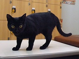 番頭猫たちとゆっくり、のんびり　猫好きが集う銭湯は楽園だった