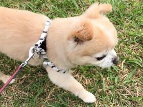 Sippo シッポ 犬 猫との幸せな暮らしのためのペット情報サイト