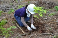 「水を育む森」の手入れをする