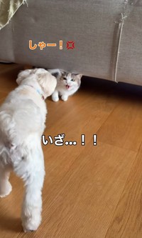 おたまちゃんもしゃー！したが…ソファの下へ（「こたとつーちゃんと時々おたま」さん提供、Instagramよりキャプチャ撮影）