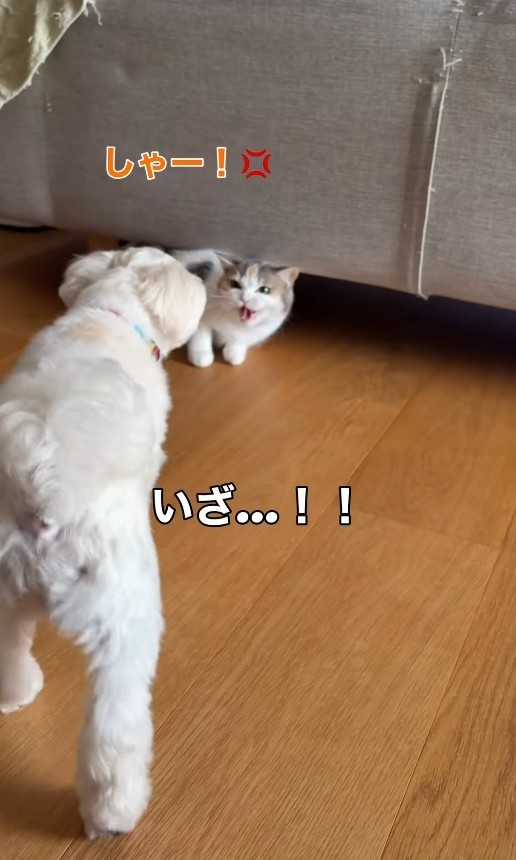 おたまちゃんもしゃー！したが…ソファの下へ（「こたとつーちゃんと時々おたま」さん提供、Instagramよりキャプチャ撮影）