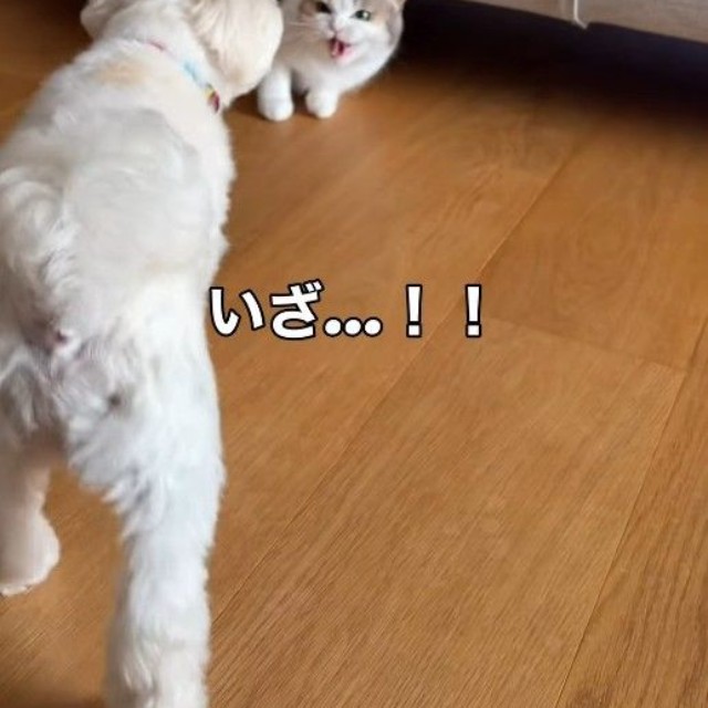 おたまちゃんもしゃー！したが…ソファの下へ（「こたとつーちゃんと時々おたま」さん提供、Instagramよりキャプチャ撮影）