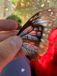 沖永良部島で再捕獲されたアサギマダラ。羽に「けしご山」「しば１８４」などのマーキングが見える＝３月２６日午後１時半ごろ、仁平岳登さん撮影