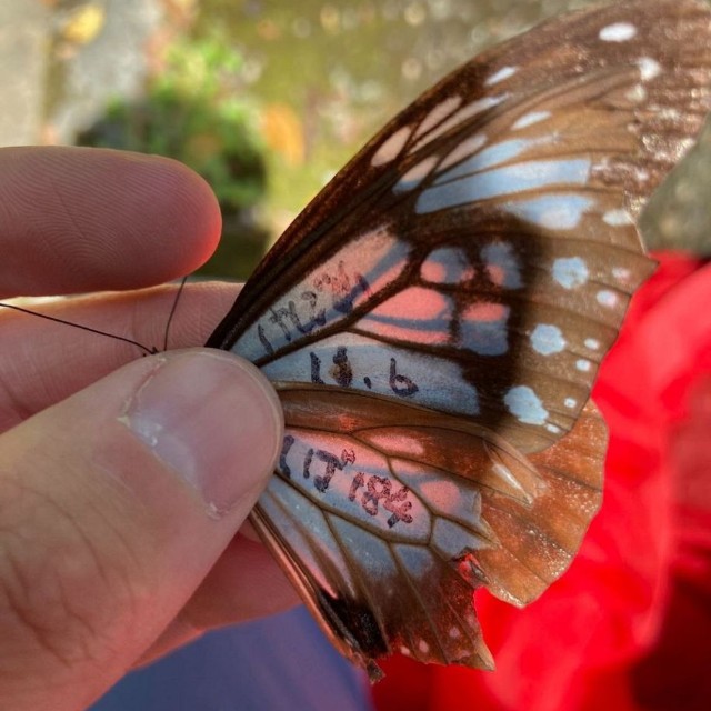 沖永良部島で再捕獲されたアサギマダラ。羽に「けしご山」「しば１８４」などのマーキングが見える＝３月２６日午後１時半ごろ、仁平岳登さん撮影