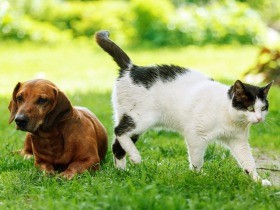 １８年度も犬と猫の殺処分ゼロ　神奈川県動物保護センター