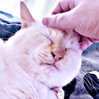 撫でられて気持ちよさそうなチャーリーくん（画像提供：half&herbさん）