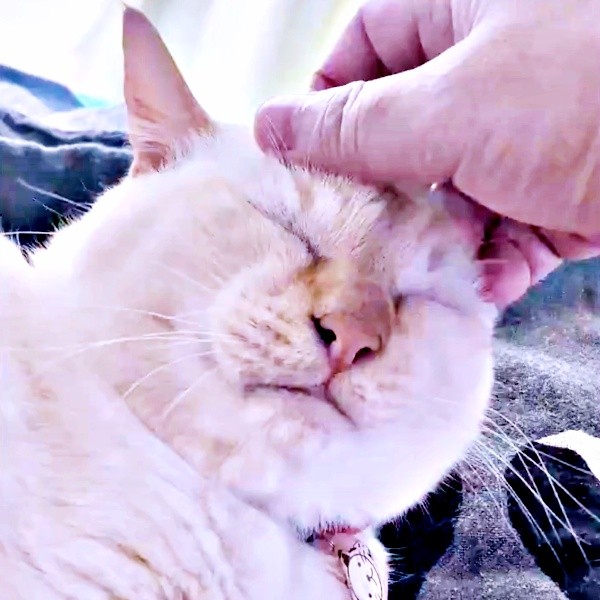 撫でられて気持ちよさそうなチャーリーくん（画像提供：half&herbさん）