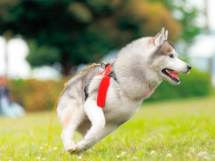 ドッグランで気持よさそうに疾走、さすがソリ犬　（インプレス提供）