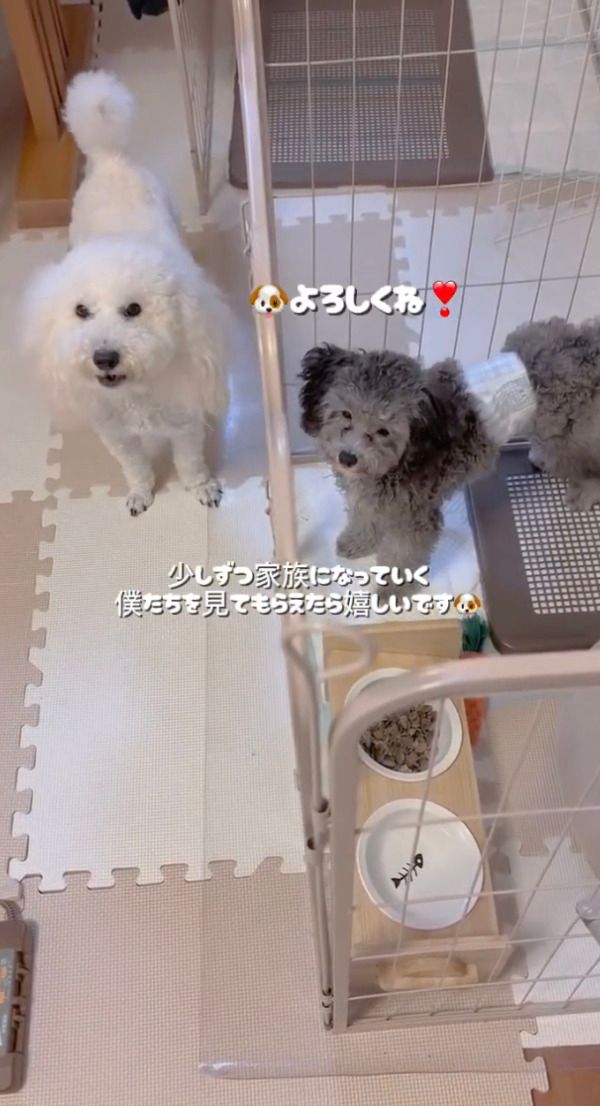 お迎えしたかったトイプードル、「契約済」の表示にがっかりして帰宅