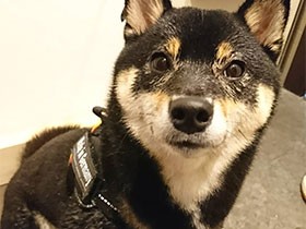 雨の日、お散歩から帰ったよ　人が大好きな柴犬の「おちゃづけ」