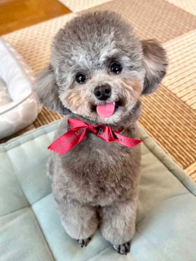 赤いリボンがよく似合うエマちゃん（画像提供：エマです！さん）