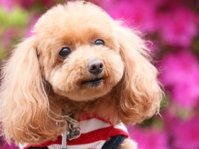 人も犬も大好き！　クークーおしゃべりなトイプードル「もも」