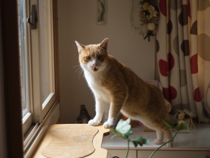 「縁石の下にちくわを隠したままなんだけど。どうしよう」（小林写函撮影）