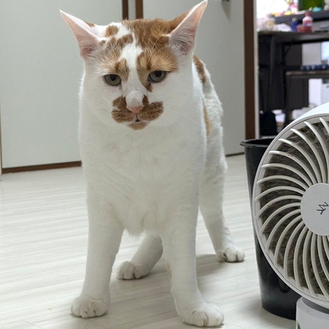 もともと臆病だという元保護猫、しょぼぼくんに処方された「薬」の服用タイミングに驚き！（画像提供：もんちこさん）