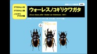 特別展で展示されている「雌雄モザイク個体」の標本
