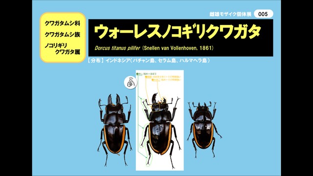 特別展で展示されている「雌雄モザイク個体」の標本