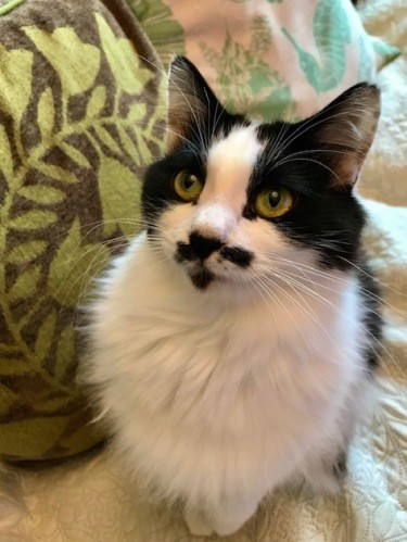 胸がほわほわ、表情もかわいい！（まりさん提供）